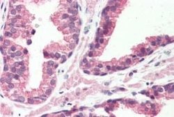 VIGR/GPR126 Antibody, Novus Biologicals 50 &mu;g; Unconjugated:Antibodies,